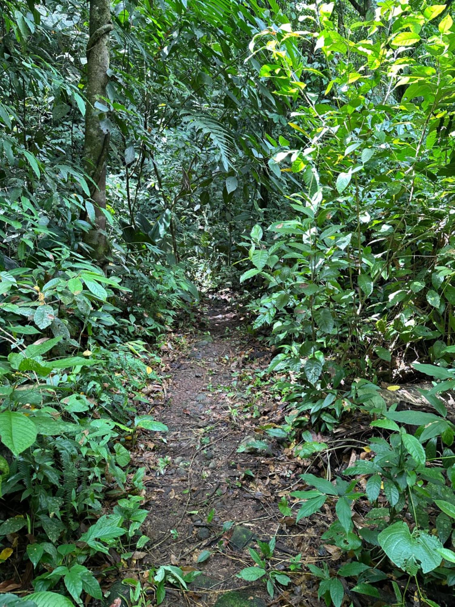 Casa Rio Blanco Eco Friendly Guápiles